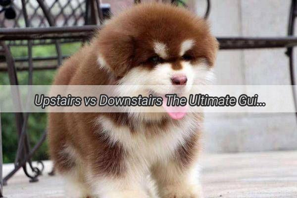  Upstairs vs Downstairs The Ultimate Guide to Choosing the Perfect Home for Your Pup